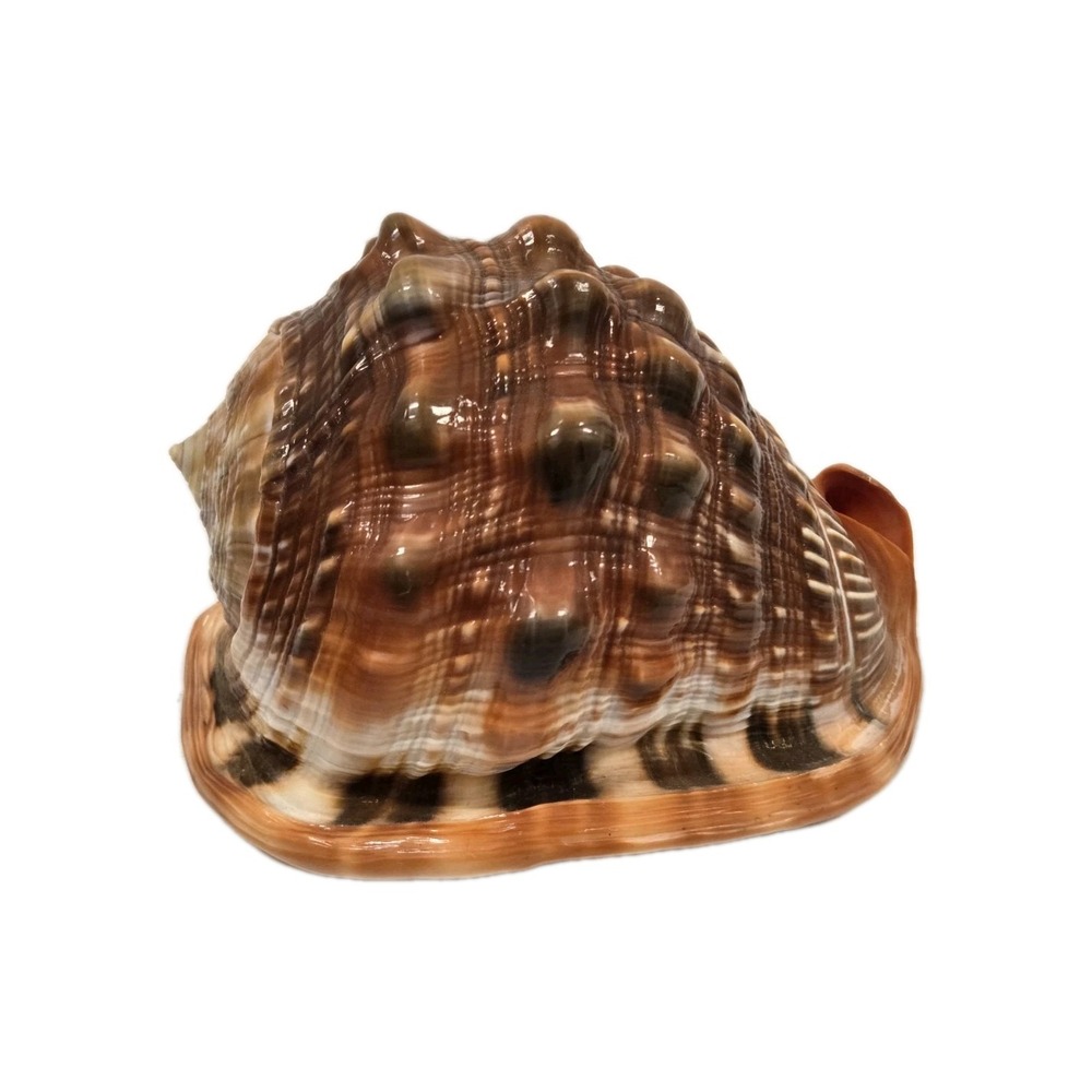 Cypraecassis rufa bullmouth cameo shell helmet sea african seashell bigโ